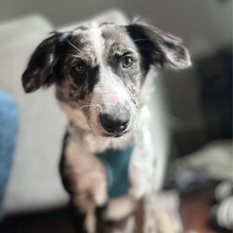 A young medium-sized female Black Terrier dog named June for adoption in Fairfax Station, VA