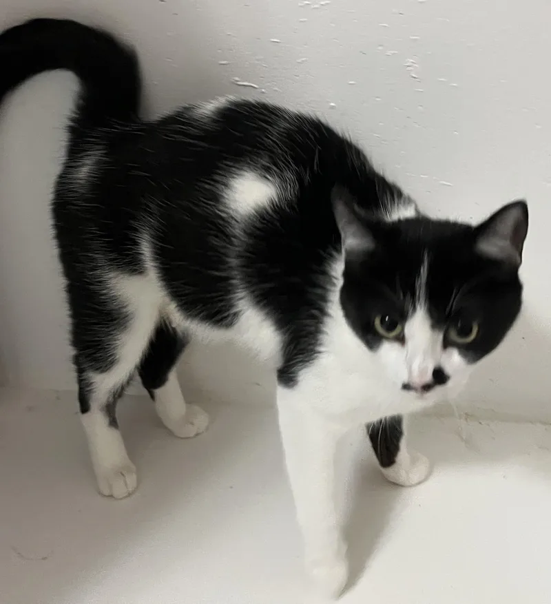 A young medium-sized female Domestic Short Hair cat named Cleo for adoption in Hood RIver, OR
