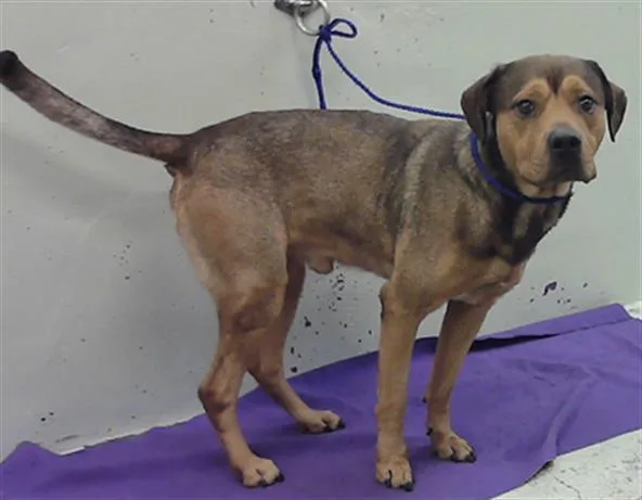 An adult medium-sized male German Shepherd Dog dog named Oso for adoption in Houston, TX