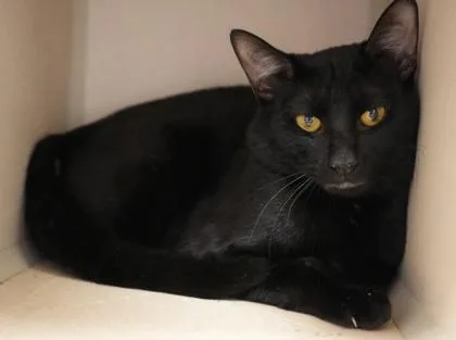 An adult medium-sized male Domestic Short Hair cat named Charlie for adoption in Bowling Green, KY