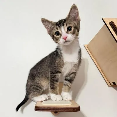 A baby small-sized male Brown / Chocolate Domestic Short Hair cat named Tucker for adoption in Naperville, IL