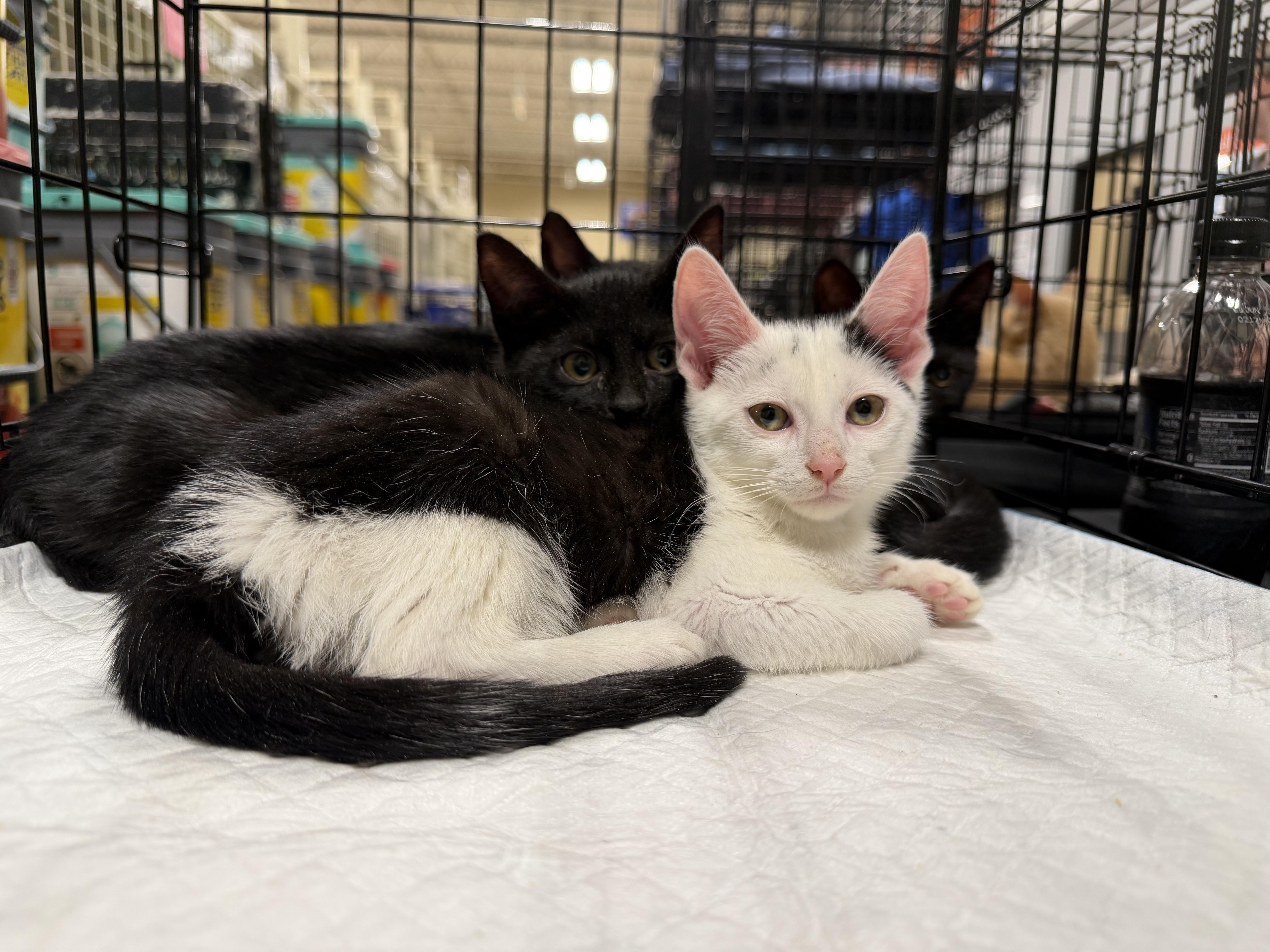 A baby medium-sized male Black & White / Tuxedo Domestic Short Hair cat named Joja for adoption in Simpsonville, SC