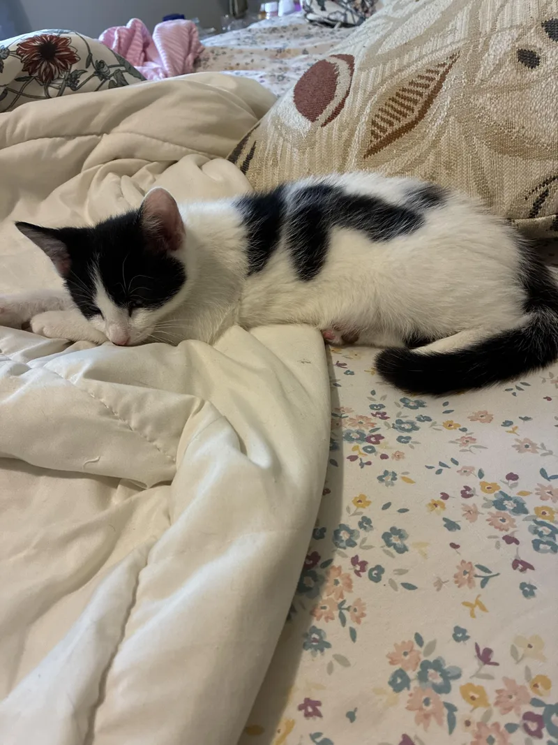 A baby medium-sized female Domestic Short Hair cat named Eloise for adoption in North Haven, CT