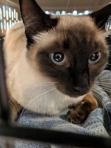 An adult large-sized female Domestic Short Hair cat named Tiffany for adoption in San Martin, CA