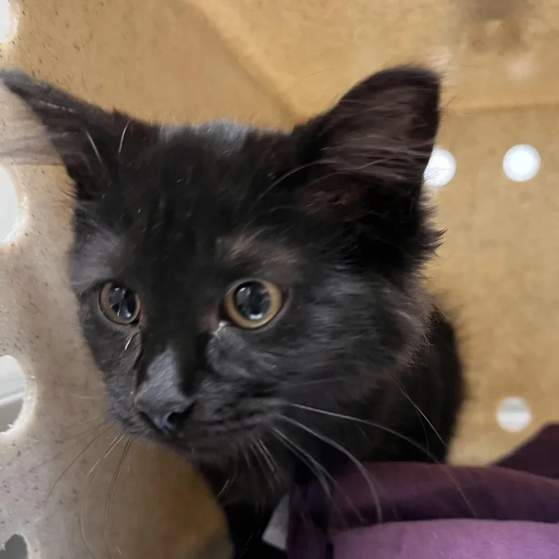 A baby small-sized female Brown / Chocolate Domestic Short Hair cat named Samara for adoption in Reno, NV
