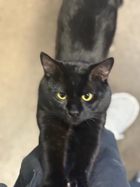 A young medium-sized male Domestic Short Hair cat named Nori for adoption in San Pedro, CA