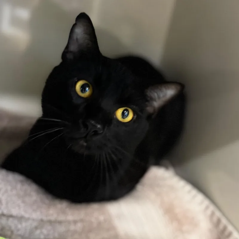 A young medium-sized male Black Domestic Short Hair cat named Carlos for adoption in Wheeling, IL