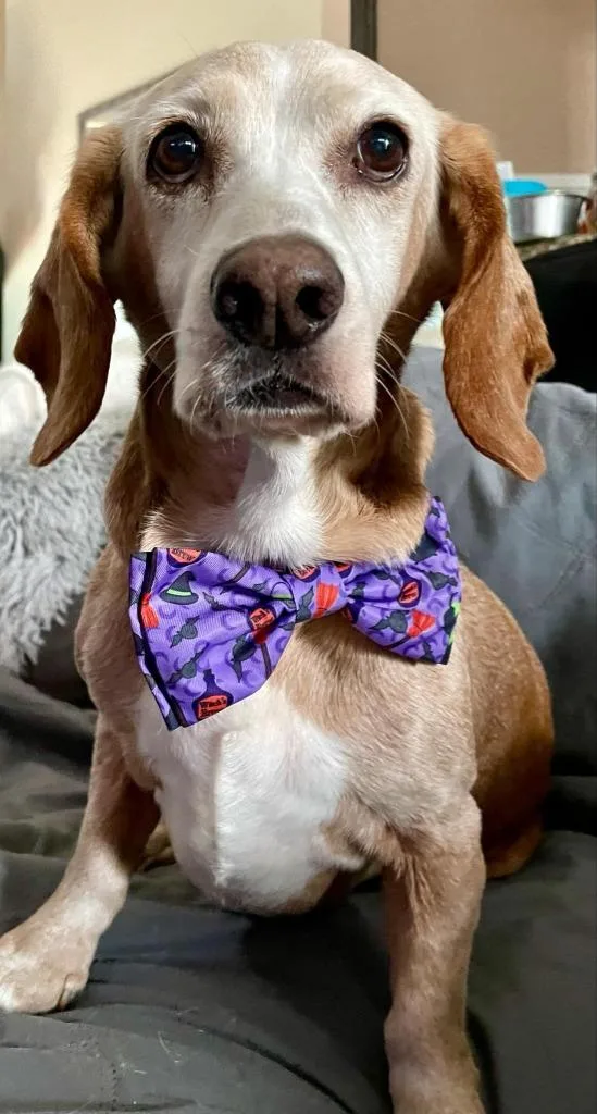 Sunny Sides thumbnail 2