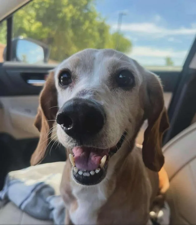 Sunny Sides thumbnail 4