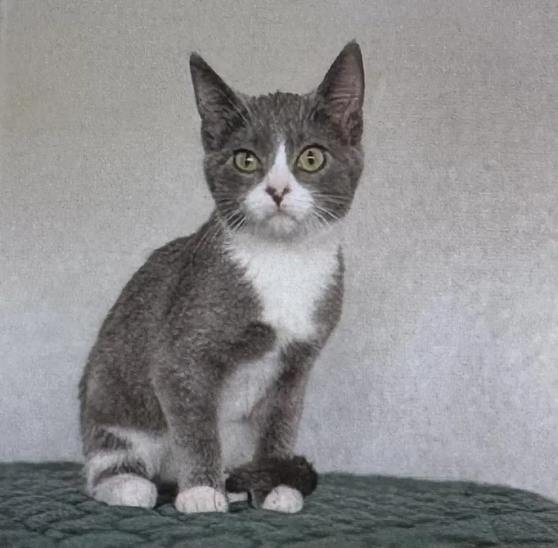 A young medium-sized female Gray & White Domestic Short Hair cat named Lily for adoption in Fort Madison, IA