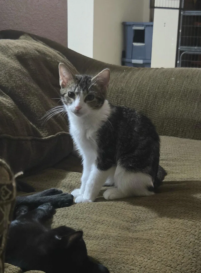 A young medium-sized male Domestic Short Hair cat named Dom for adoption in McKinney, TX