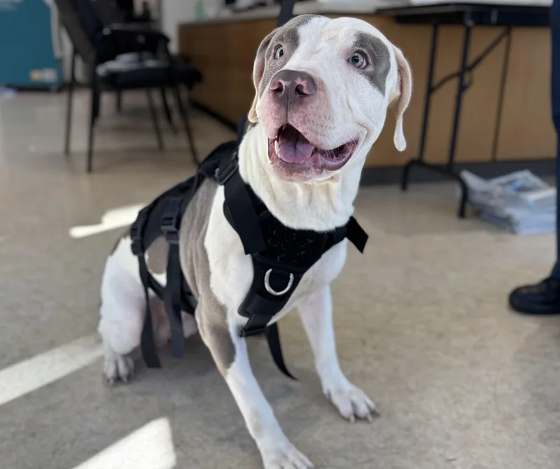 A young large-sized male Pit Bull Terrier dog named Rex for adoption in San Pedro, CA