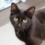An adult medium-sized female Black Domestic Short Hair cat named Petunia for adoption in Hilliard, OH