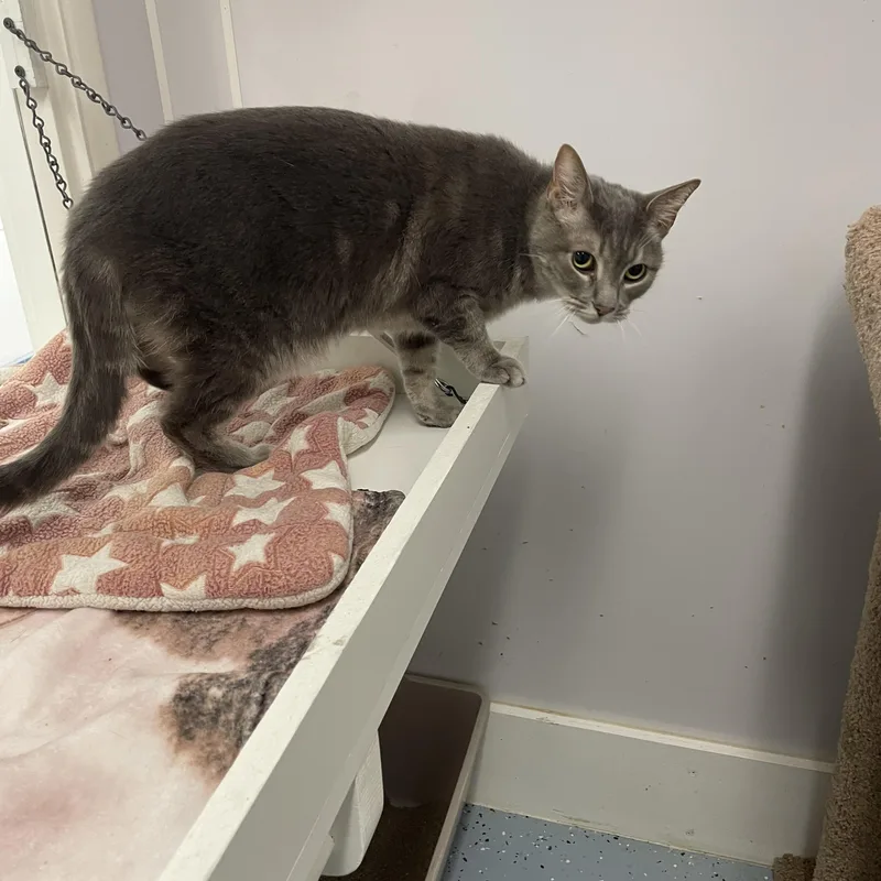 Tweedle Dum thumbnail 2