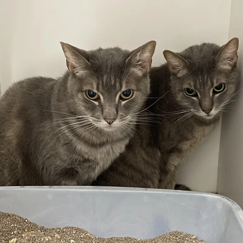 Tweedle Dum thumbnail 3