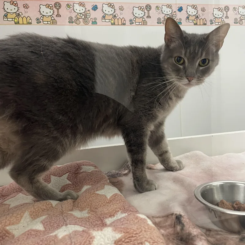 Tweedle Dum thumbnail 4