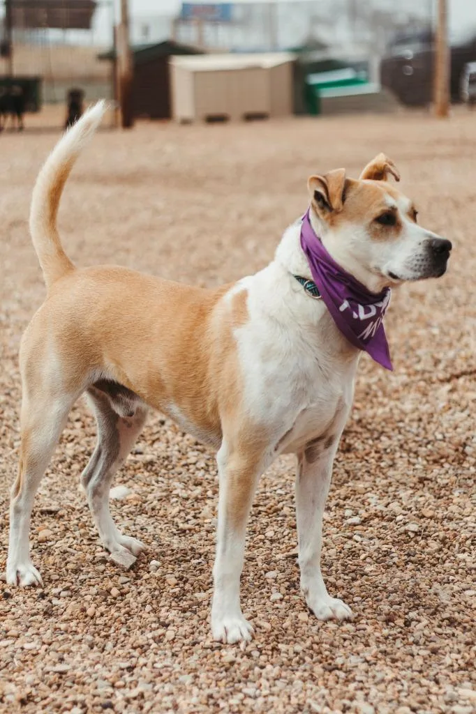 Apollo Ll thumbnail 2