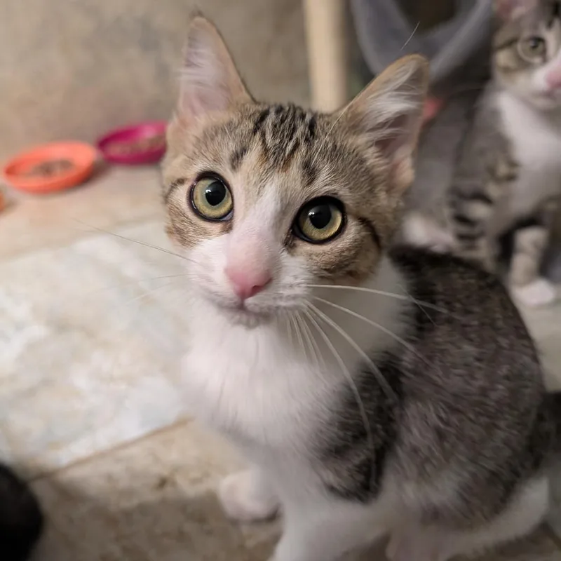 A baby small-sized male Brown / Chocolate Domestic Short Hair cat named Mason for adoption in Columbiana, AL