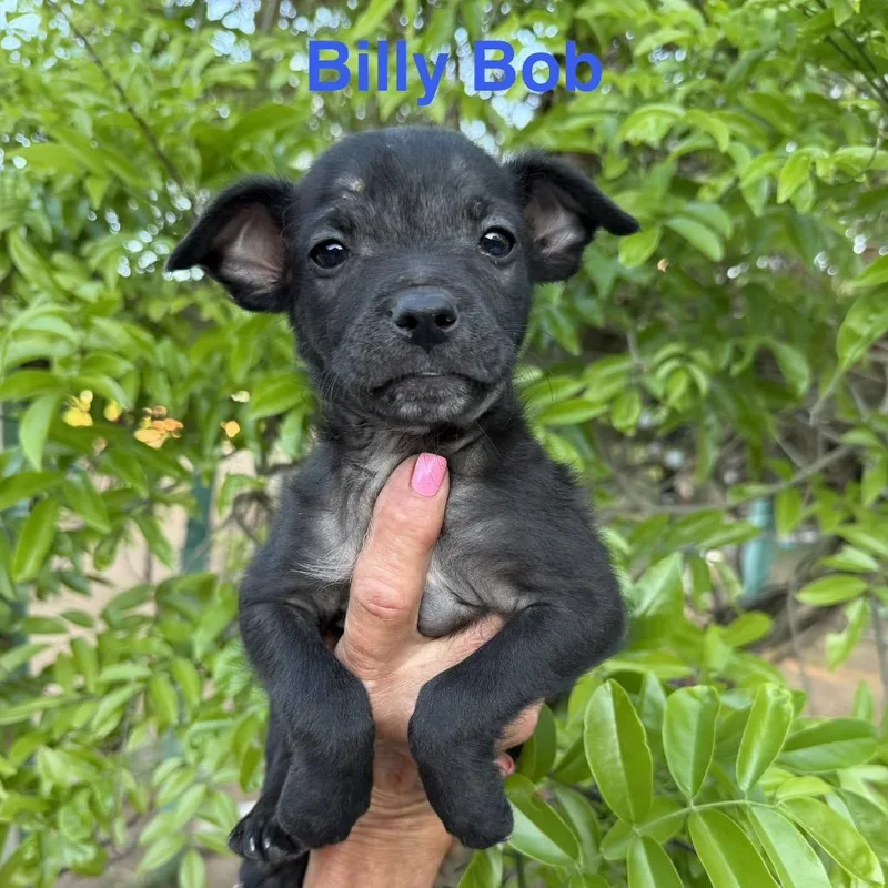 Billy Bob thumbnail 6