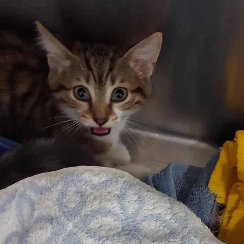 A baby small-sized female Brown / Chocolate Domestic Short Hair cat named Ella for adoption in Lake Panasoffkee, FL