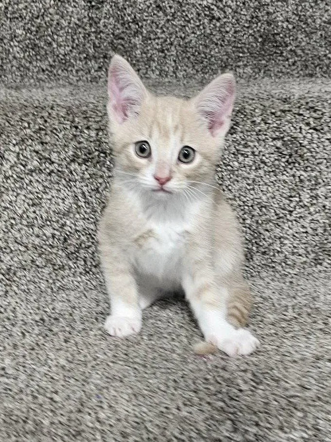 A baby small-sized male Domestic Short Hair cat named Quinn for adoption in Cookeville, TN