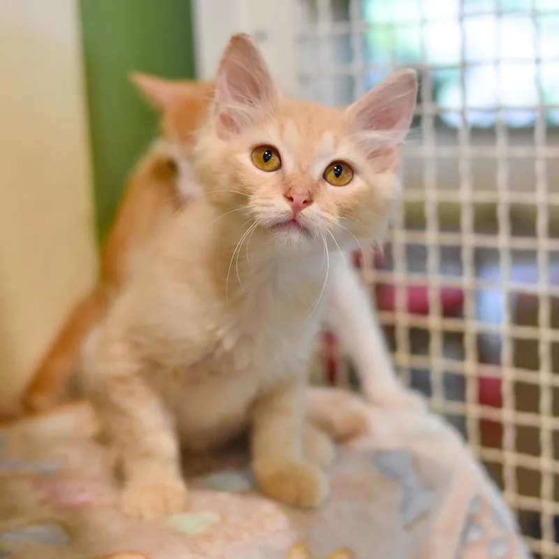 A baby small-sized male Orange / Red Domestic Short Hair cat named Charlie Bucket for adoption in Kailua Kona, HI