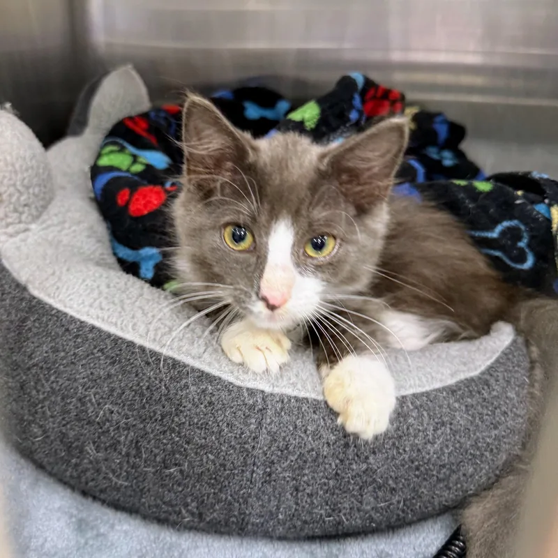 A baby medium-sized male Gray & White Domestic Medium Hair cat named Mud Cake for adoption in Charlotte, NC