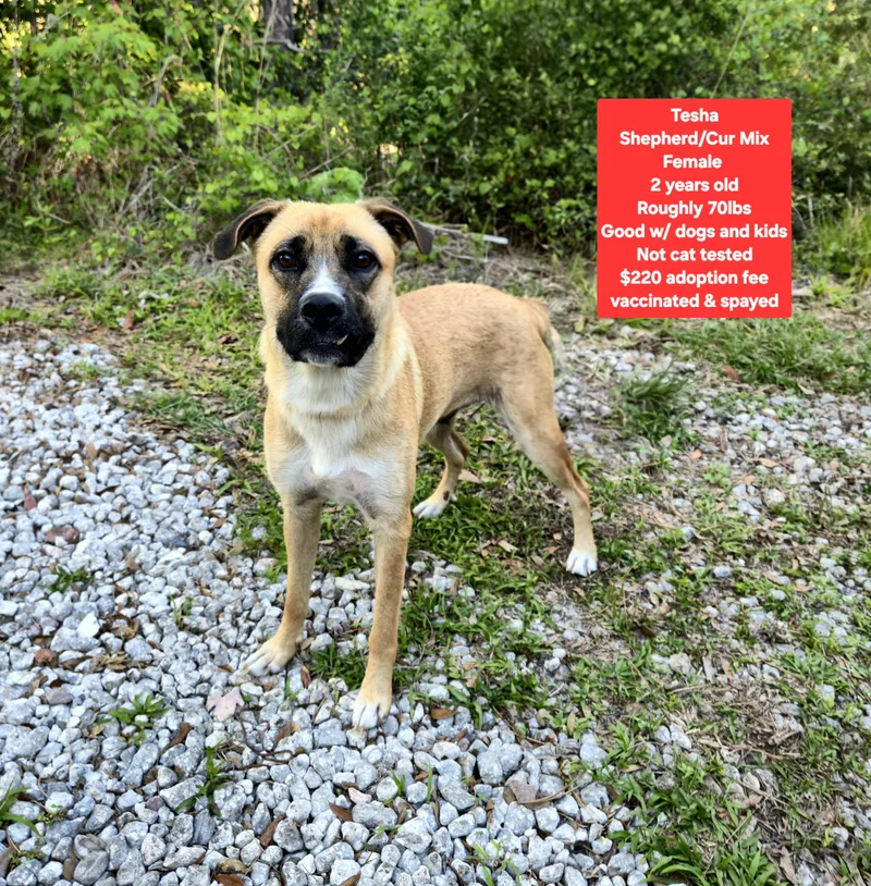 An adult large-sized female Shepherd dog named Tesha for adoption in Oviedo, FL