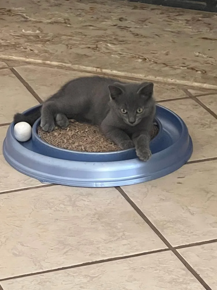 A baby small-sized male Gray / Blue / Silver Domestic Short Hair cat named Grayskull for adoption in Dallas, TX