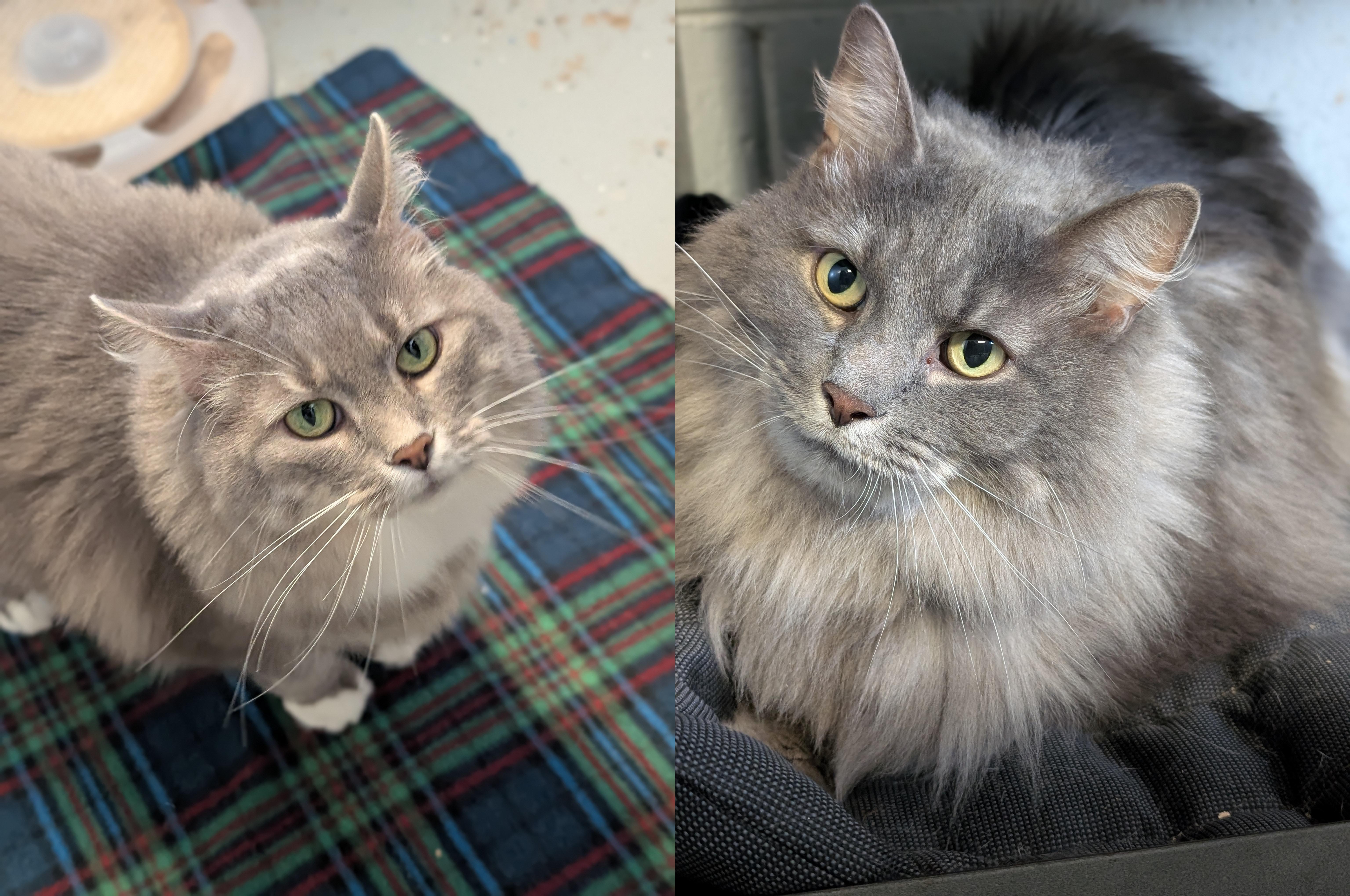 Sissy and Apollo thumbnail 3