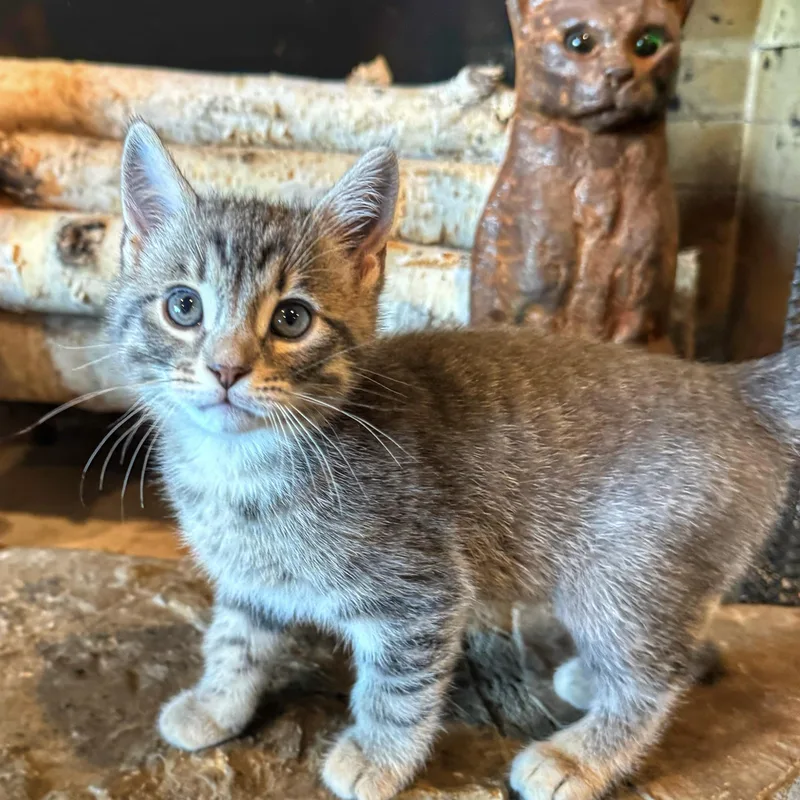 A baby small-sized female Tabby (Buff / Tan / Fawn) Domestic Short Hair cat named Juniper for adoption in Bentonville, AR