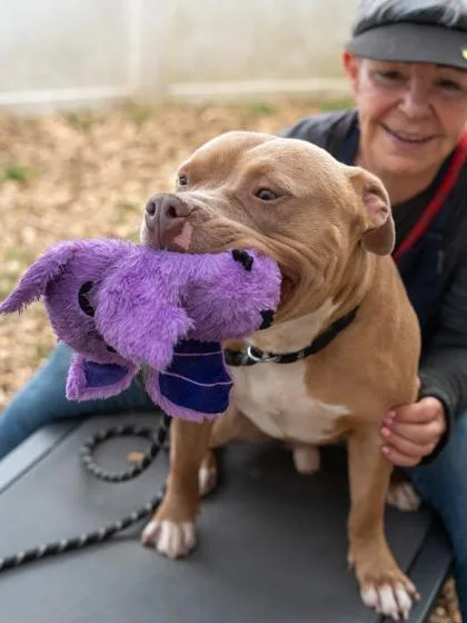 An adult large-sized male Mixed Breed dog named Borealis for adoption in Chamblee, GA