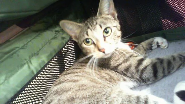 A young medium-sized female Domestic Short Hair cat named Winnie for adoption in Charlotte, NC
