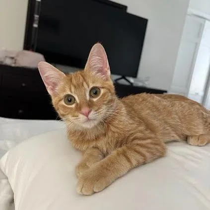 A baby small-sized male Orange / Red Domestic Short Hair cat named Gas Station for adoption in South Elgin, IL