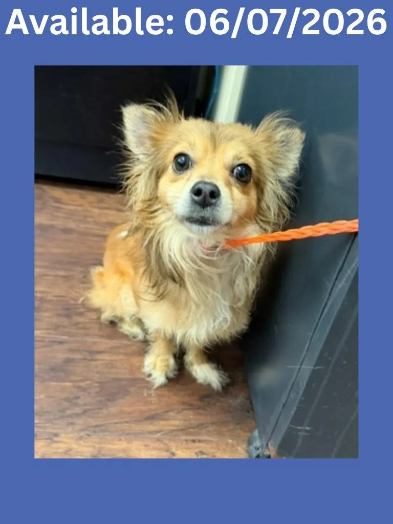 A young small-sized male Chihuahua dog named Dog Kennel for adoption in Greenville, TX