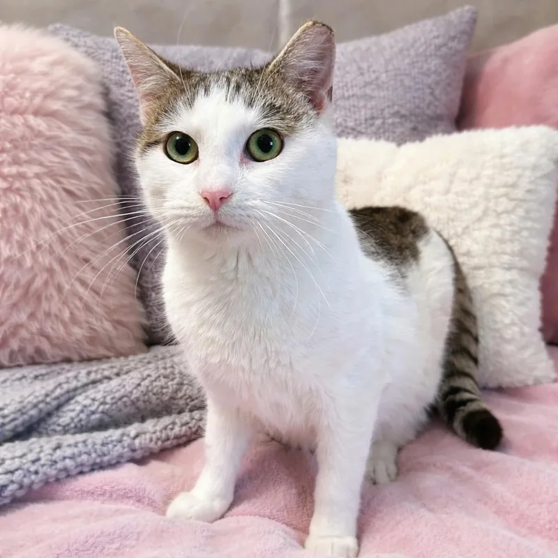 A young medium-sized female White Domestic Short Hair cat named Corvette for adoption in Chapel Hill, NC