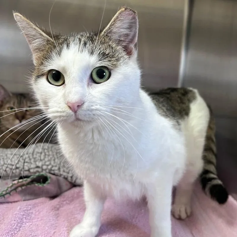 Corvette thumbnail 2