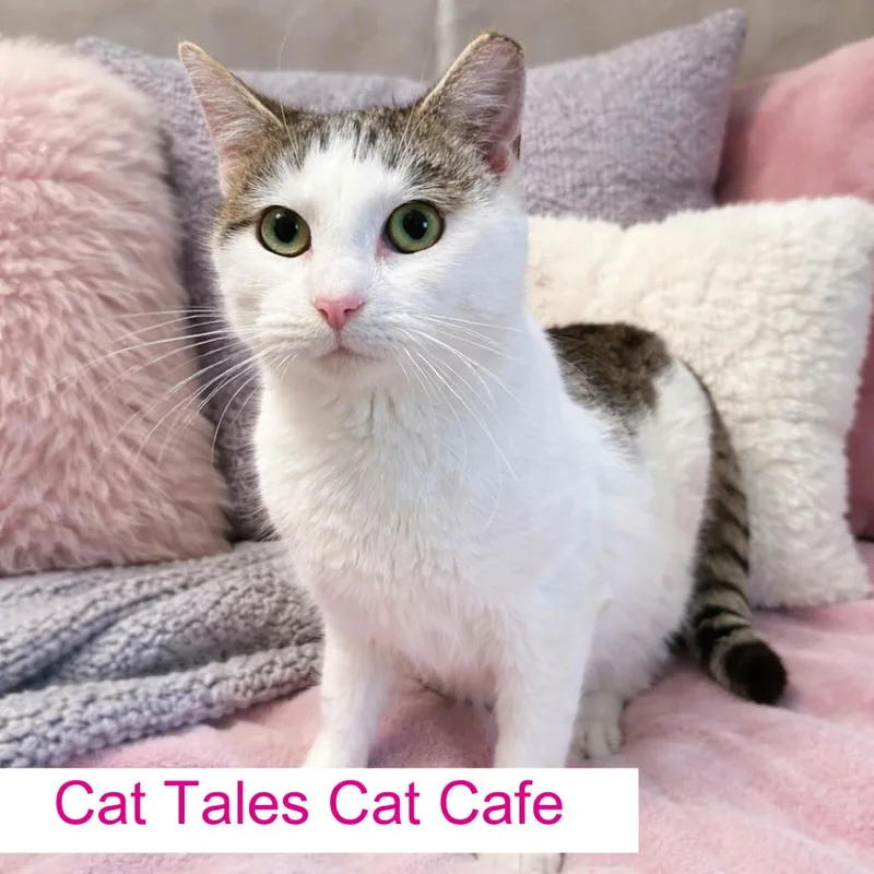 Corvette thumbnail 3