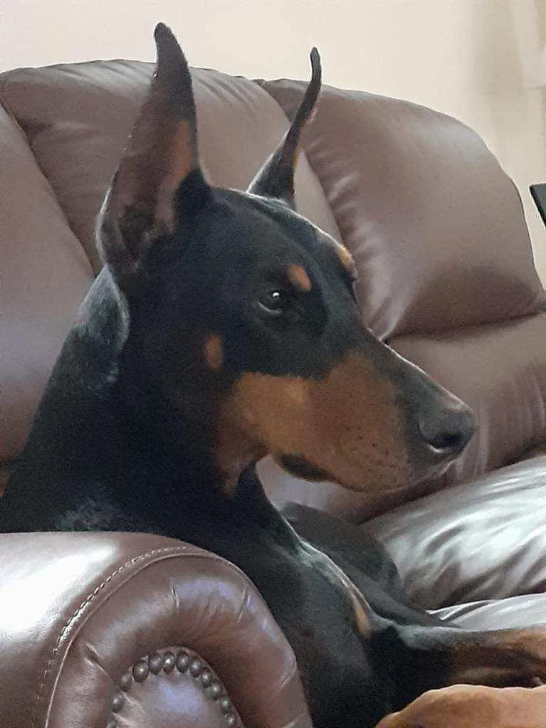An adult large-sized female Doberman Pinscher dog named Kyra for adoption in Buffalo, MN
