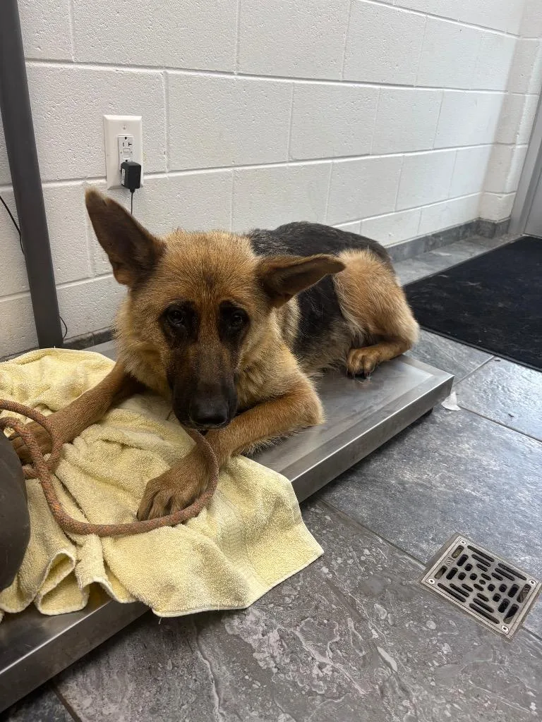 An adult large-sized female German Shepherd Dog dog named Teresa for adoption in Oxford, NC