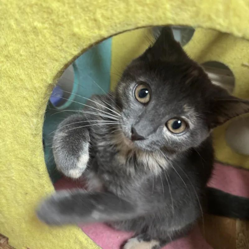 A baby small-sized female Tortoiseshell Domestic Short Hair cat named Lucy for adoption in Richland, MI