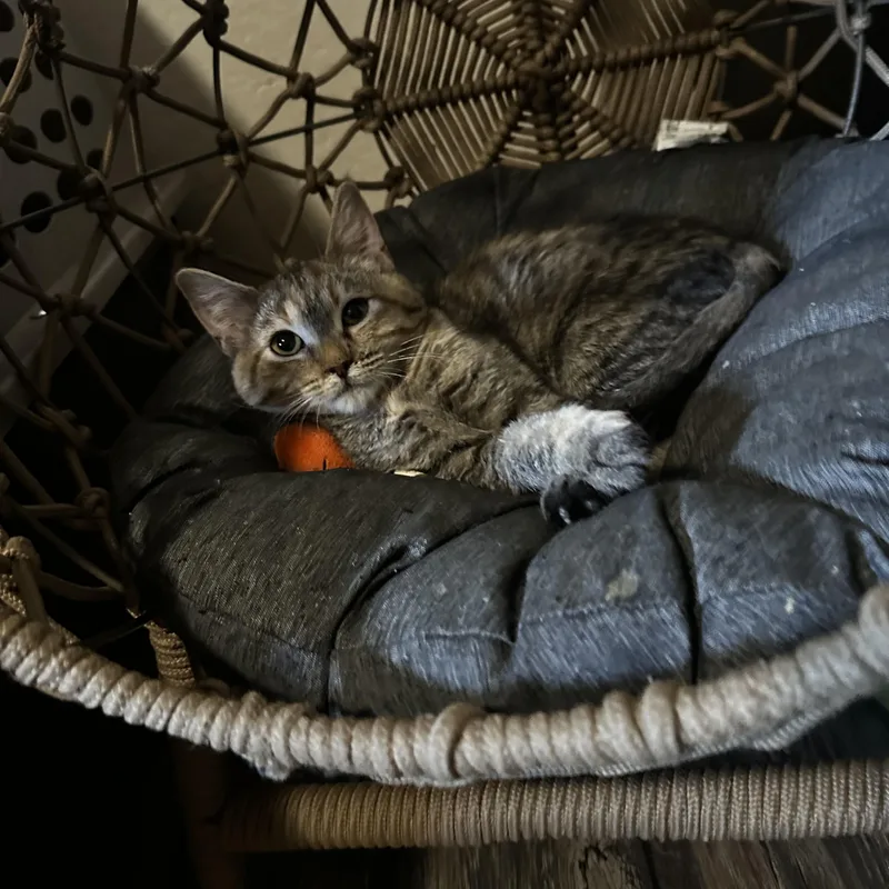 A baby medium-sized female Calico Tabby cat named Abby for adoption in Fresno, CA