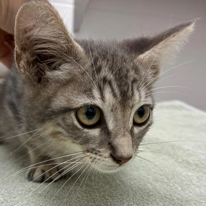 A baby small-sized male Domestic Short Hair cat named Blue Jay for adoption in Corpus Christi, TX
