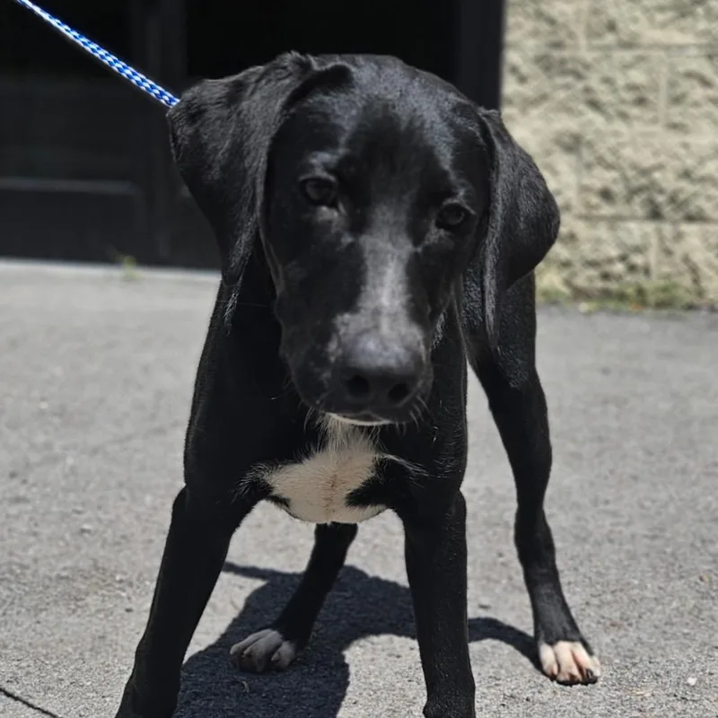 A young medium-sized male Black Labrador Retriever dog named Jerry for adoption in Fairfax, VA