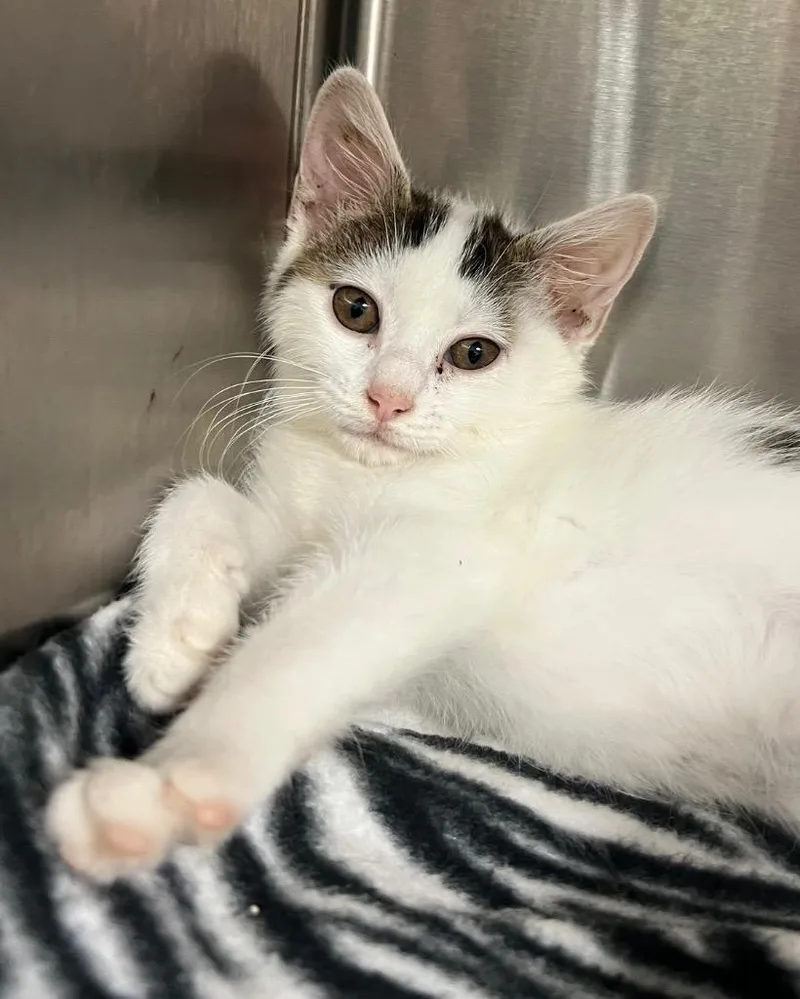 A baby medium-sized female Domestic Short Hair cat named Carly for adoption in Greeneville, TN