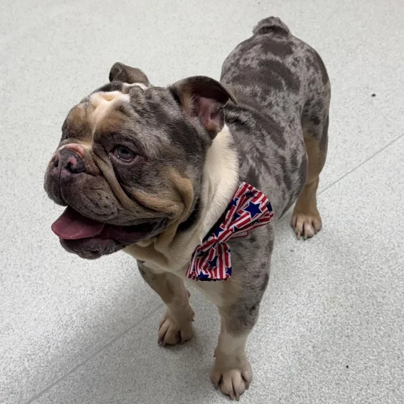 An adult medium-sized male Gray / Blue / Silver French Bulldog dog named Amir for adoption in Springfield, MA