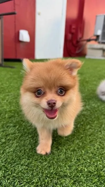 A baby small-sized female Pomeranian dog named Ember Redington Beach for adoption in Redington Beach, FL