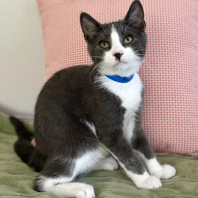 A baby small-sized male Gray & White Domestic Short Hair cat named Cheese for adoption in Victor, NY
