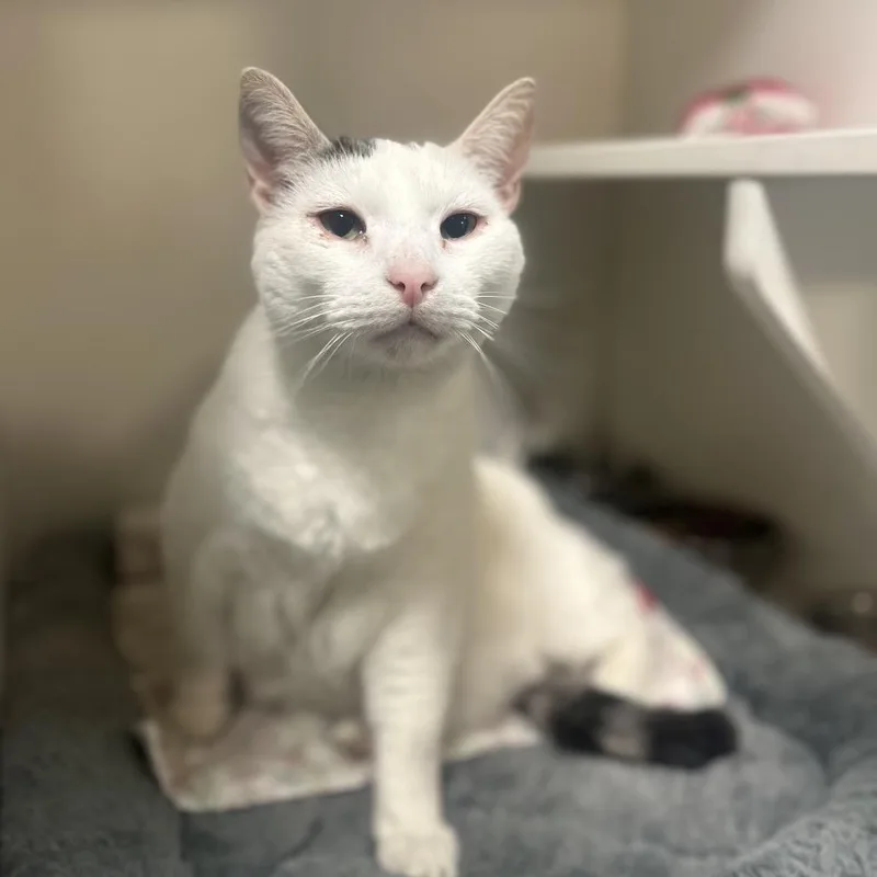 An adult large-sized male White Domestic Short Hair cat named Stan for adoption in Troy, IL