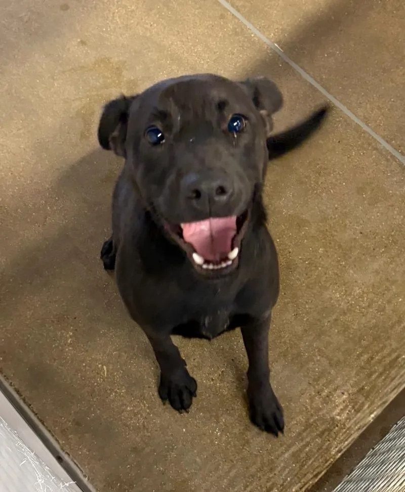A baby medium-sized female Labrador Retriever dog named Stella for adoption in Belton, TX
